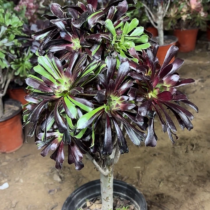 多肉植物水墨丹青22