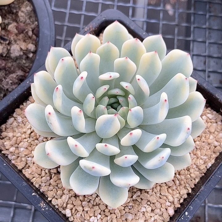 雪爪锦多肉植物的
