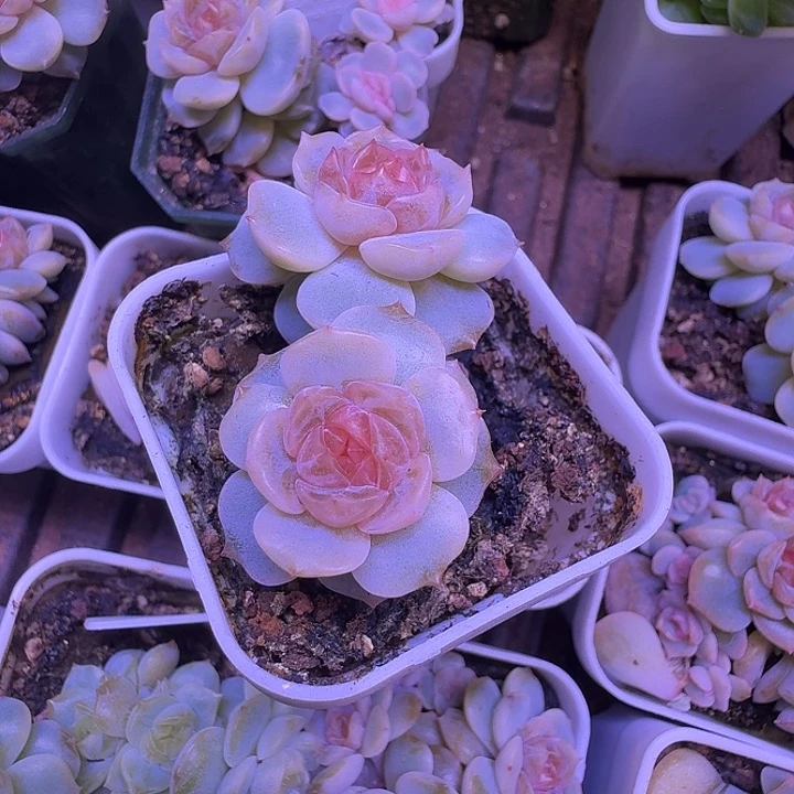 宫花双头朵朵福利