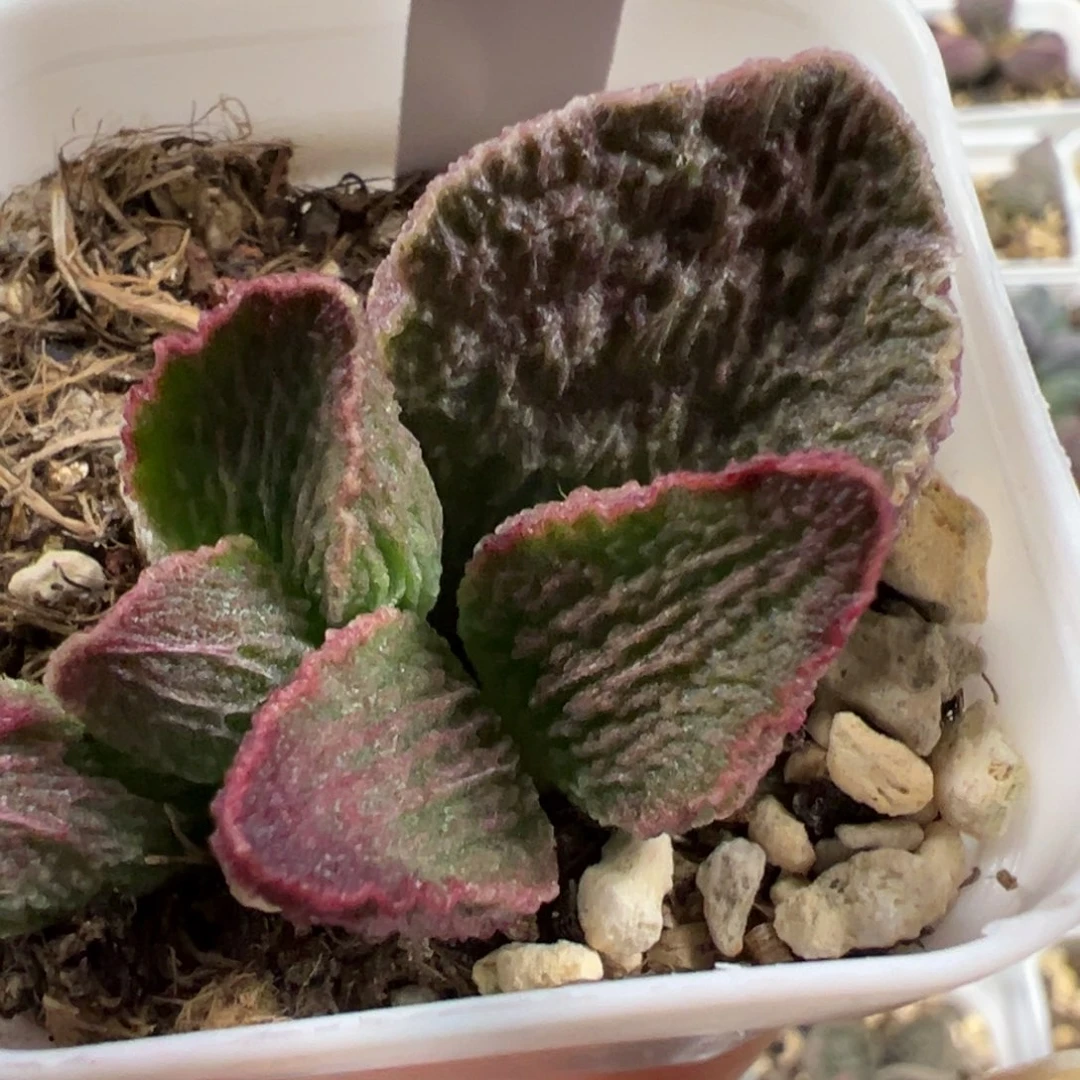 大型竖条纹实生新品大苗多肉植物水泡