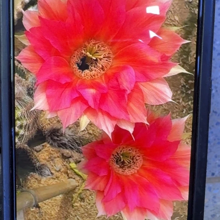 374金刚23歪3到4公分左右无根侧牙，20包邮