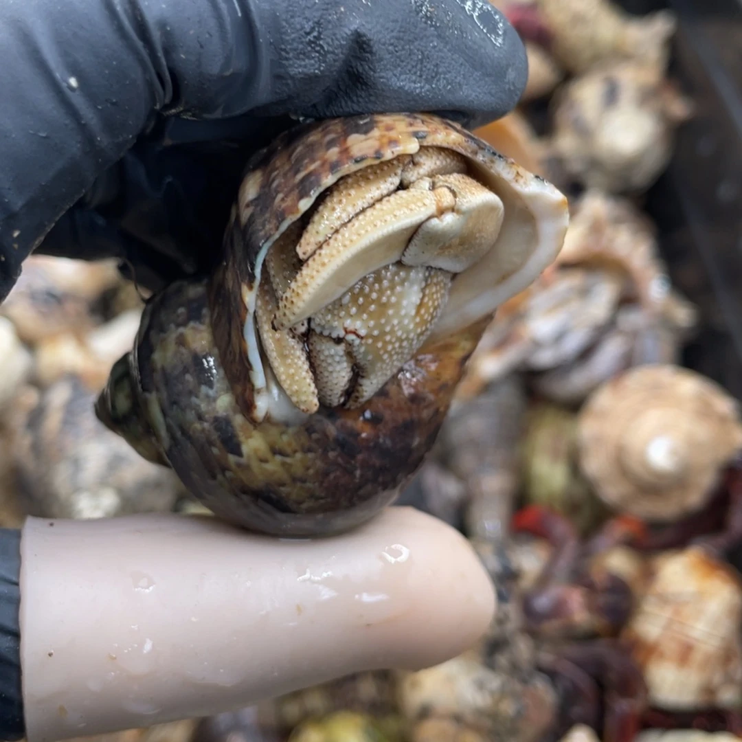 不退不换活体宠物165