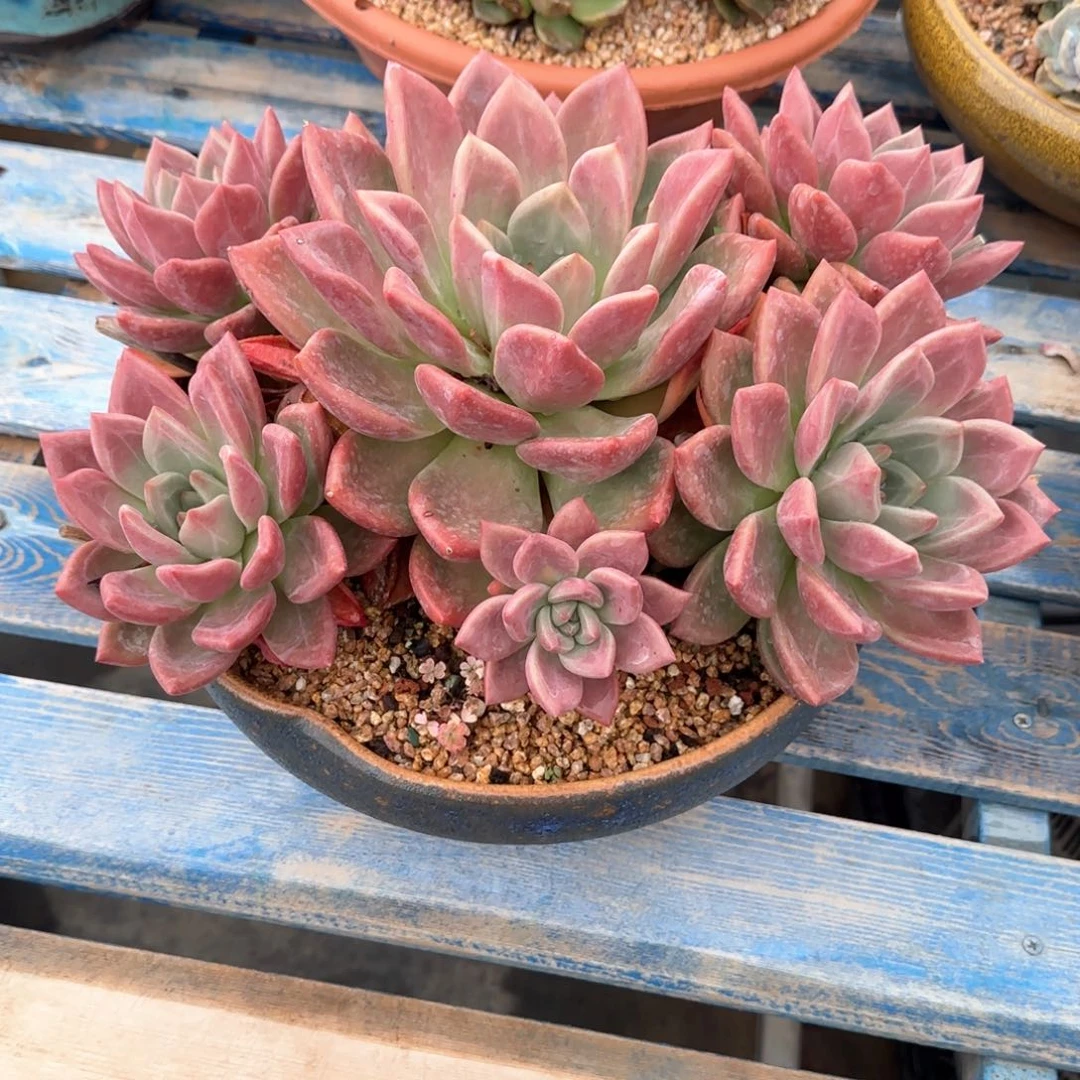 多肉植物多肉植物