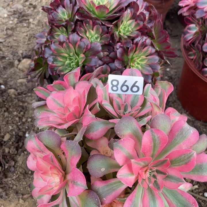 无花朵998多肉植物组合无售后