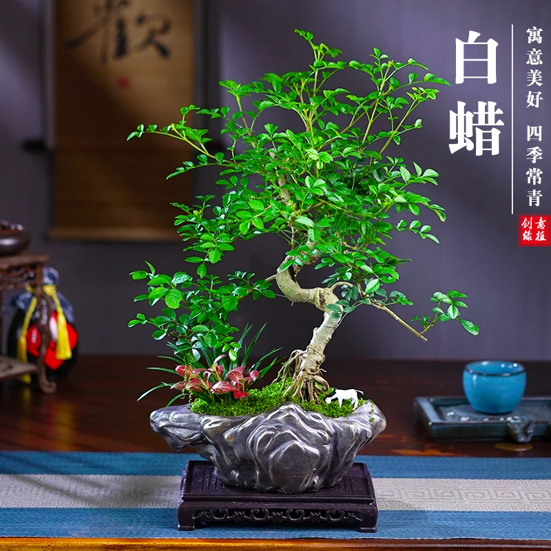白蜡盆景造型绿植盆栽室内茶几客厅办公桌净化空气常青微景观植物