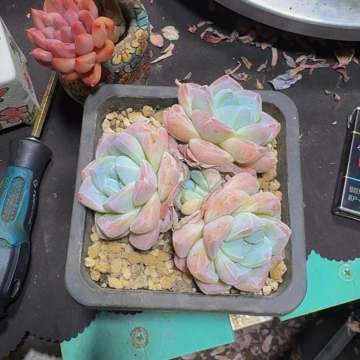 这**字多肉多肉多肉多肉