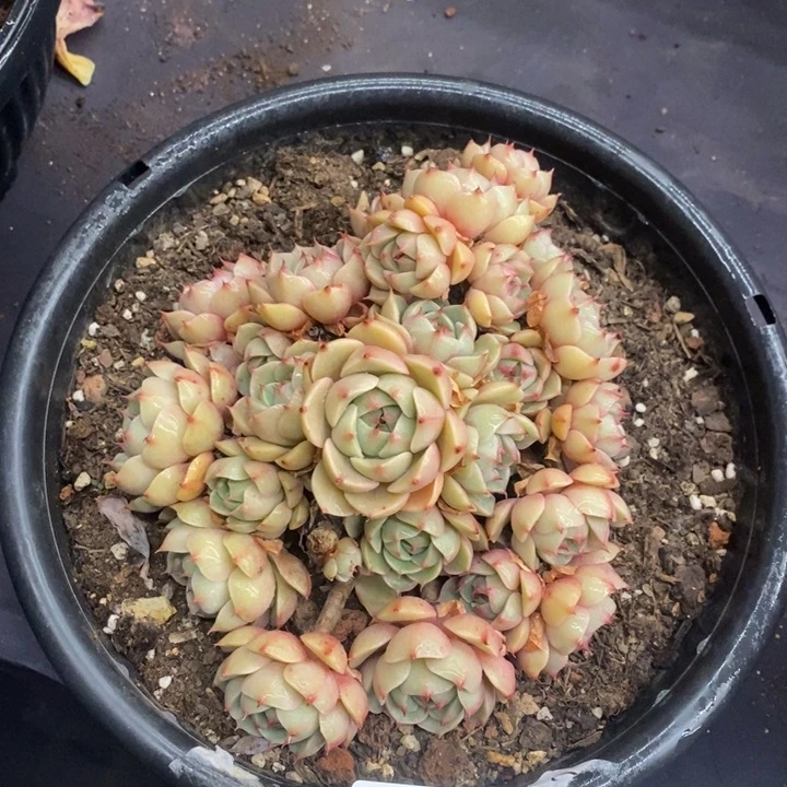 夏悦多肉 0119-117笨吧