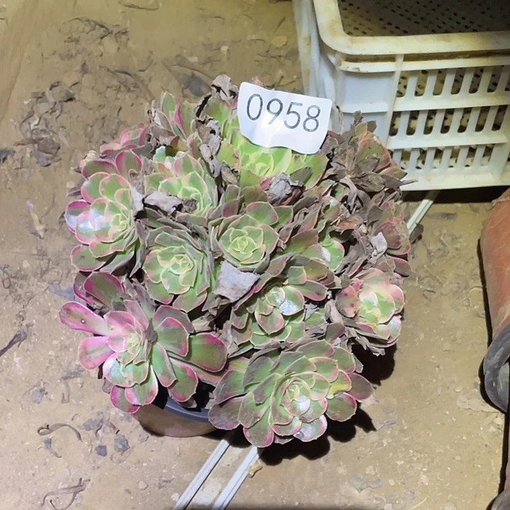 多肉植物法师958安娜