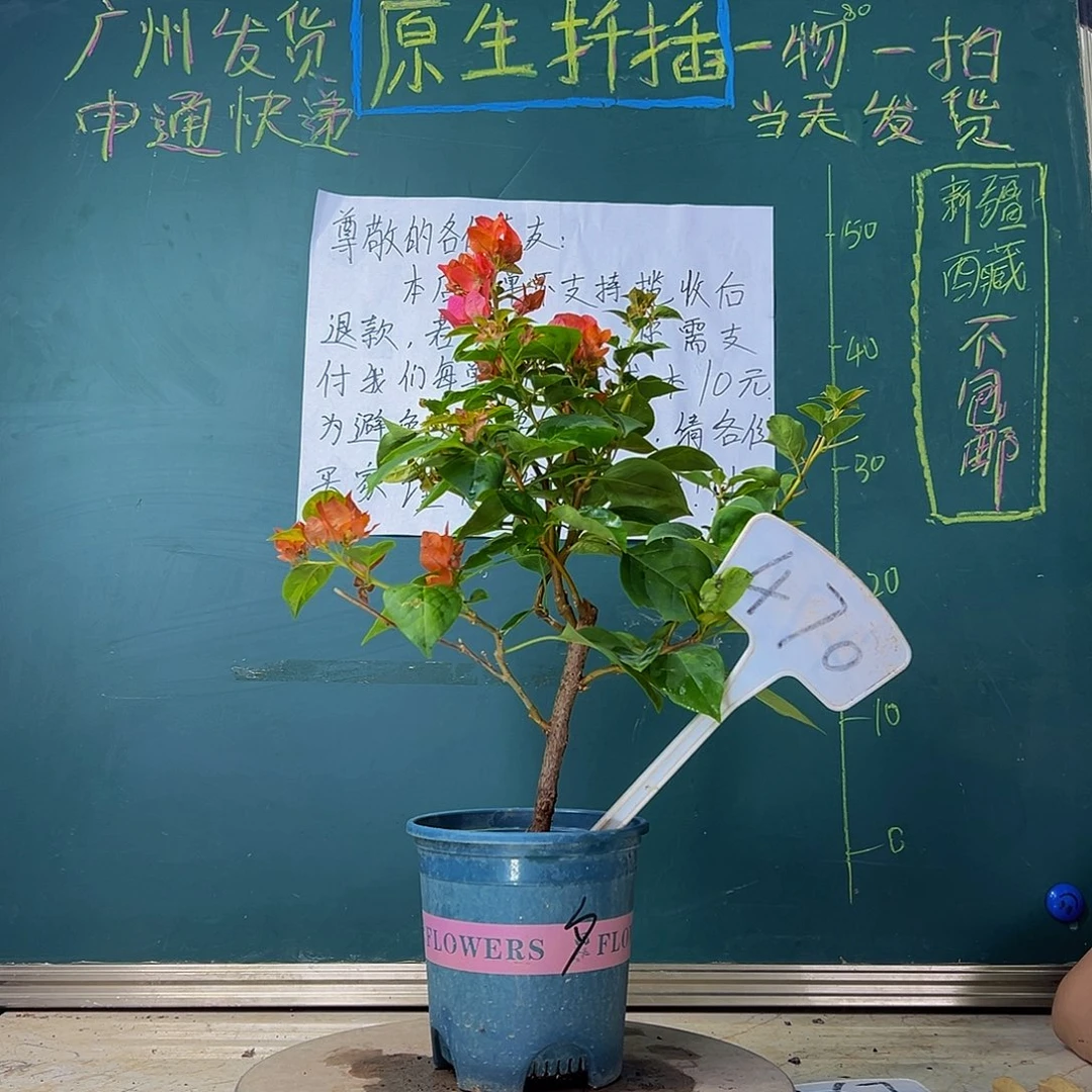 当前无花栽培后可以开花 暗斑夕阳红  470