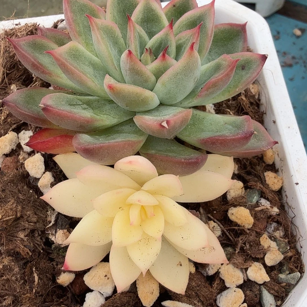 新圣骑兵阴阳，多肉植物