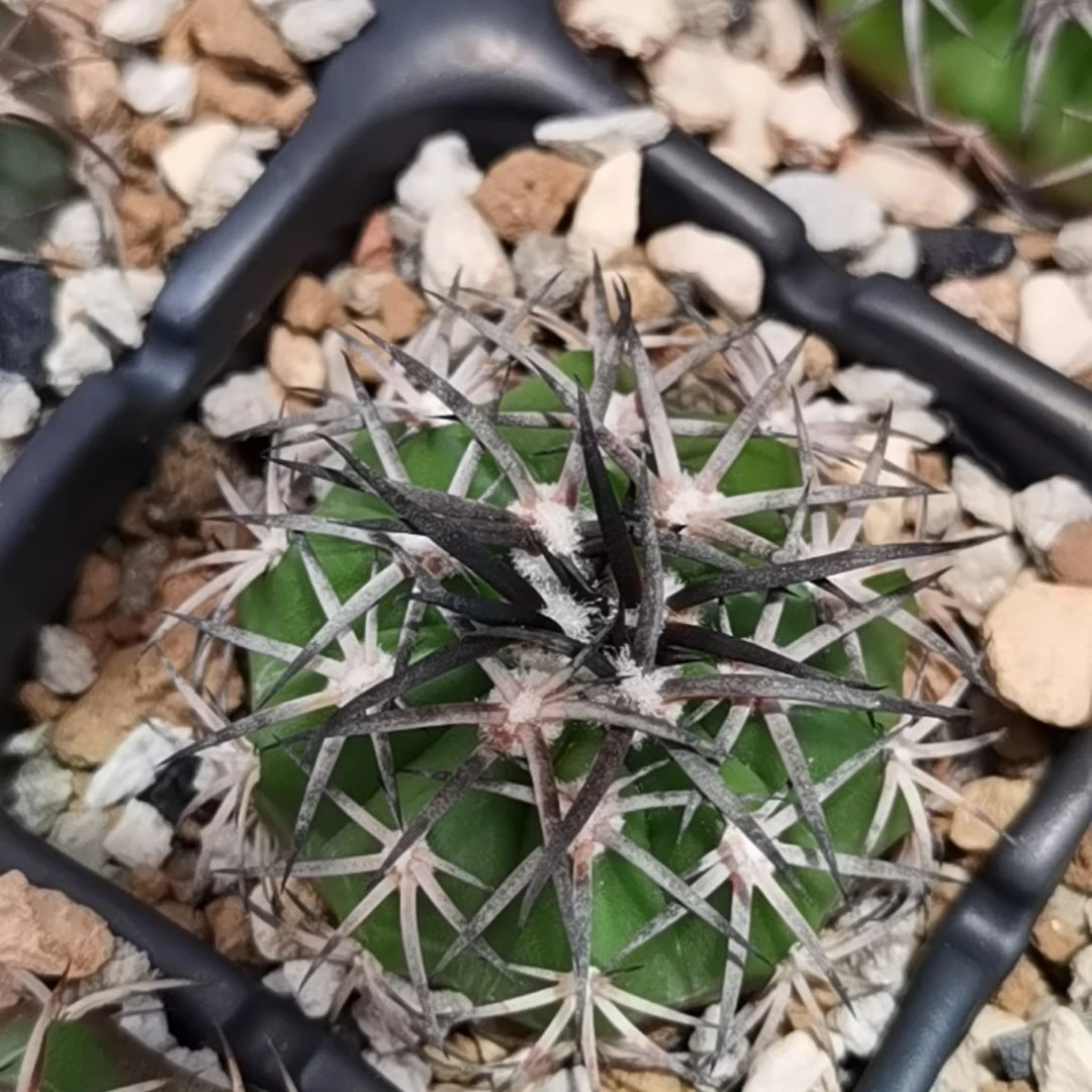 实生铃木黑刺圆盘玉一物一拍