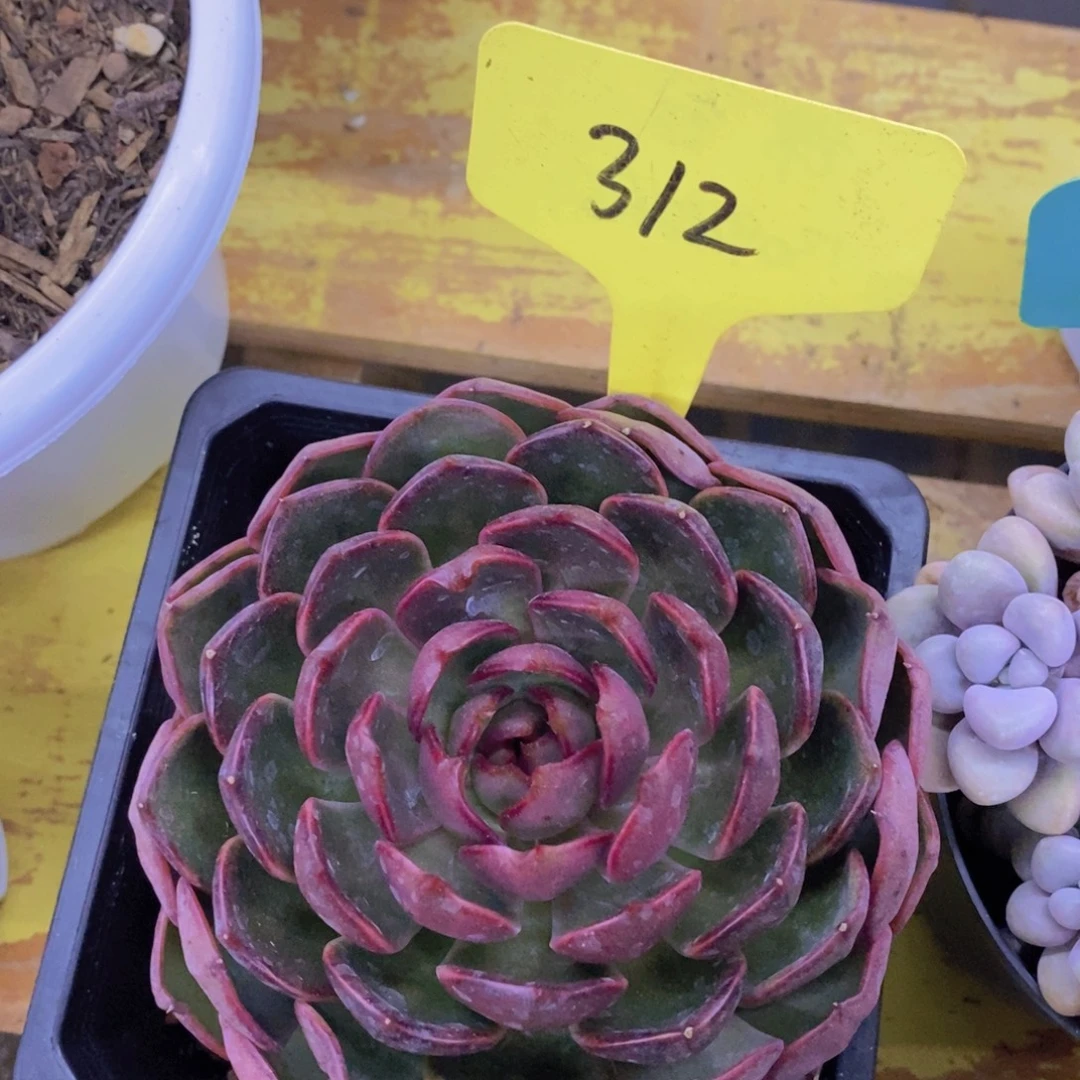 首播，开心多肉，福利