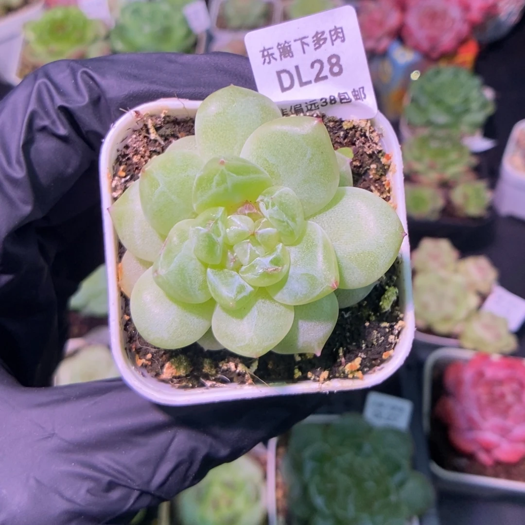 28东篱下多肉植物哈哈哈哈