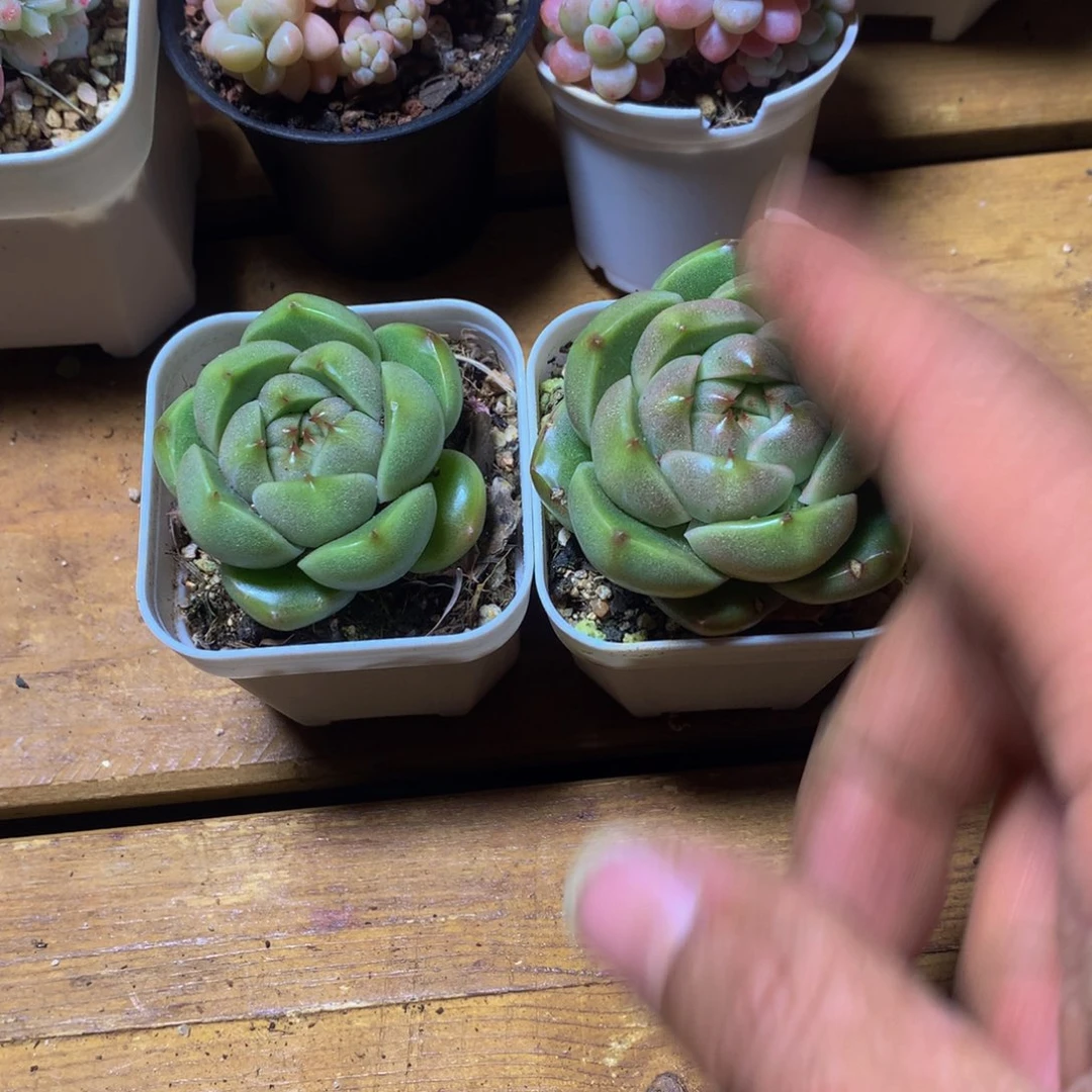 沐*精控多肉一物一拍