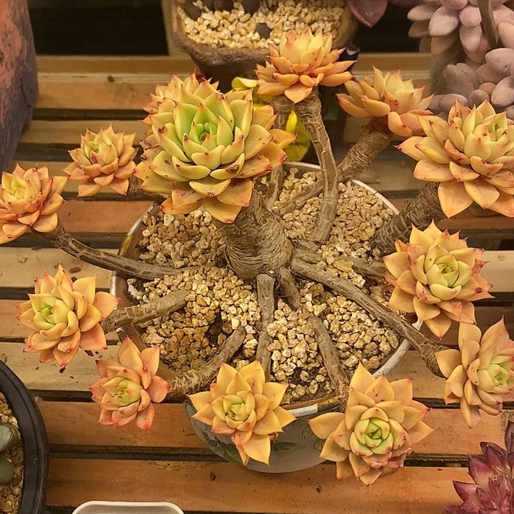 多肉植物肉肉植物