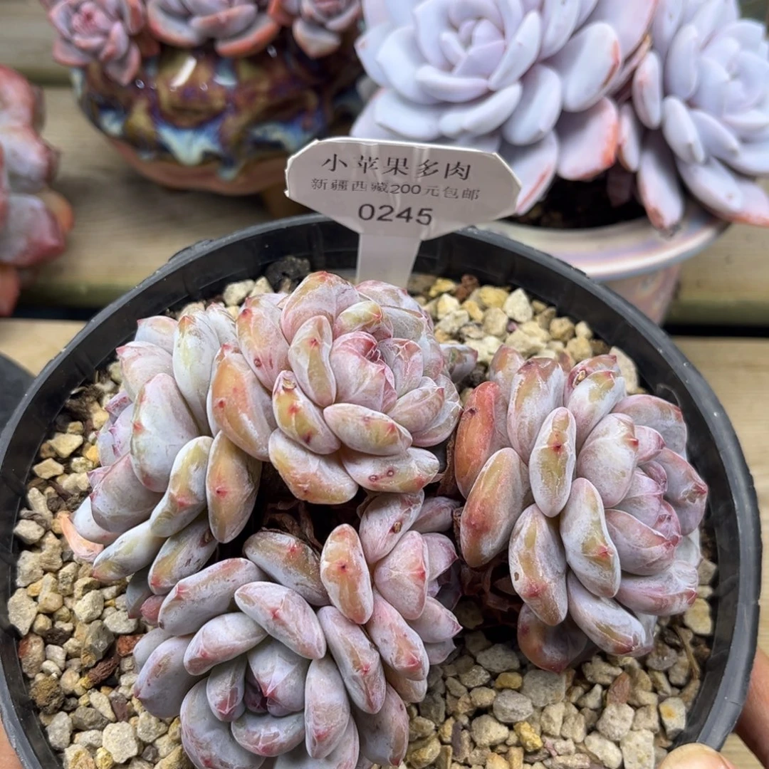 黄底紫心245/12cm6头