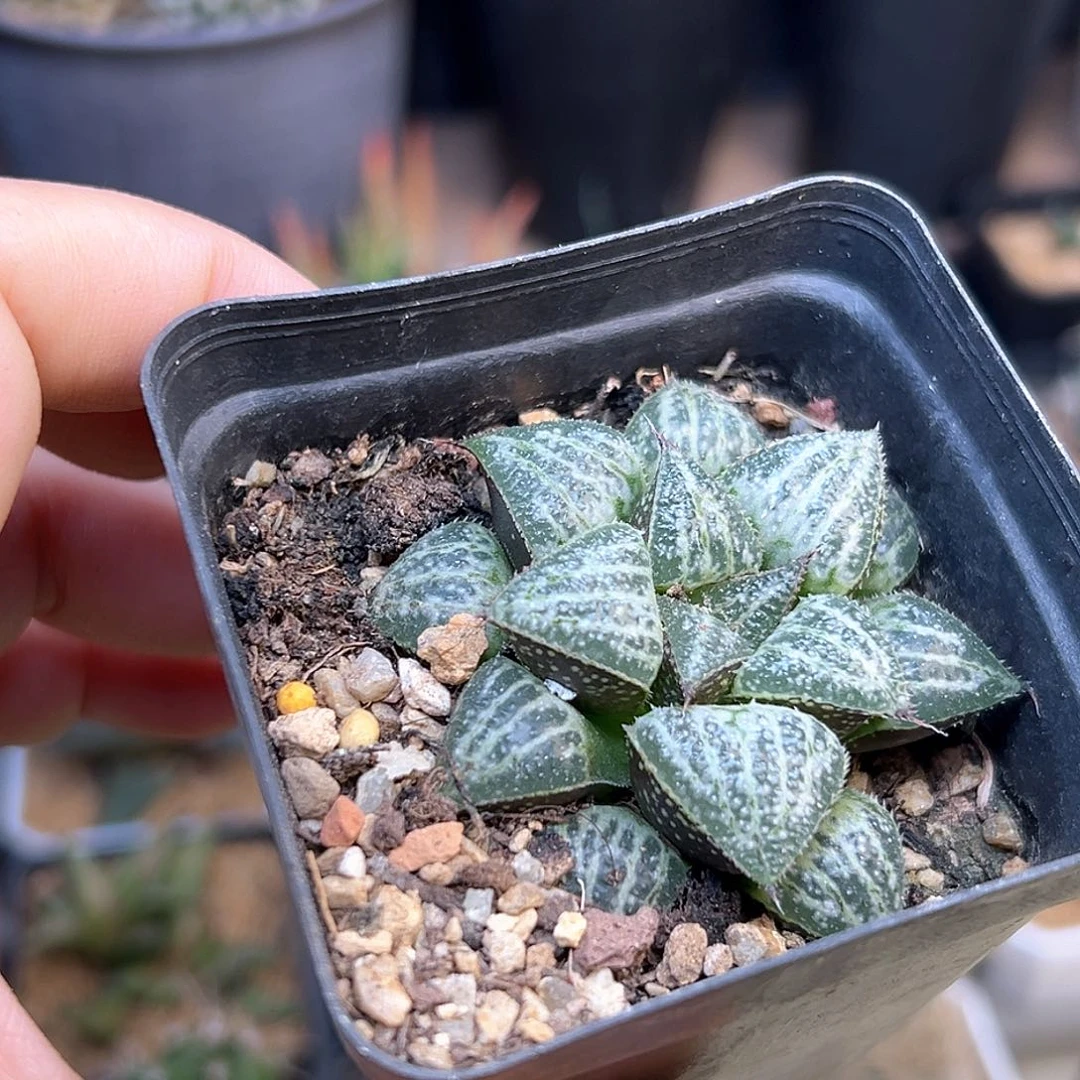 冰的世界一颗一颗一颗