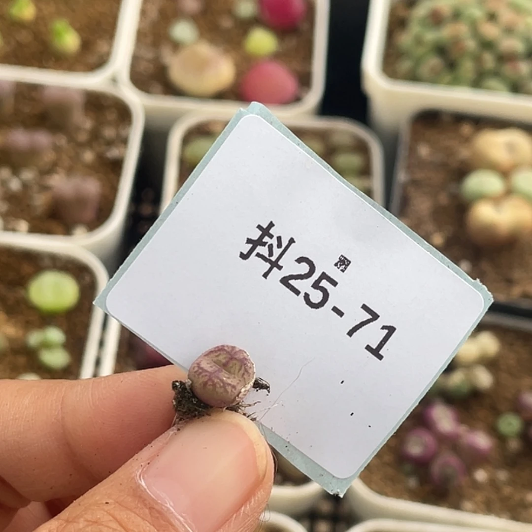 水*冻25-71肉锥多肉植物