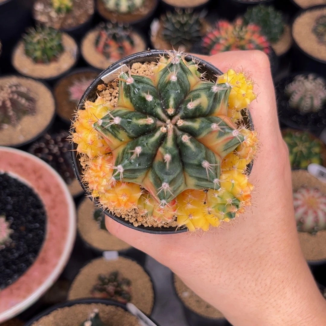 群生手捧花 米哈仙人球