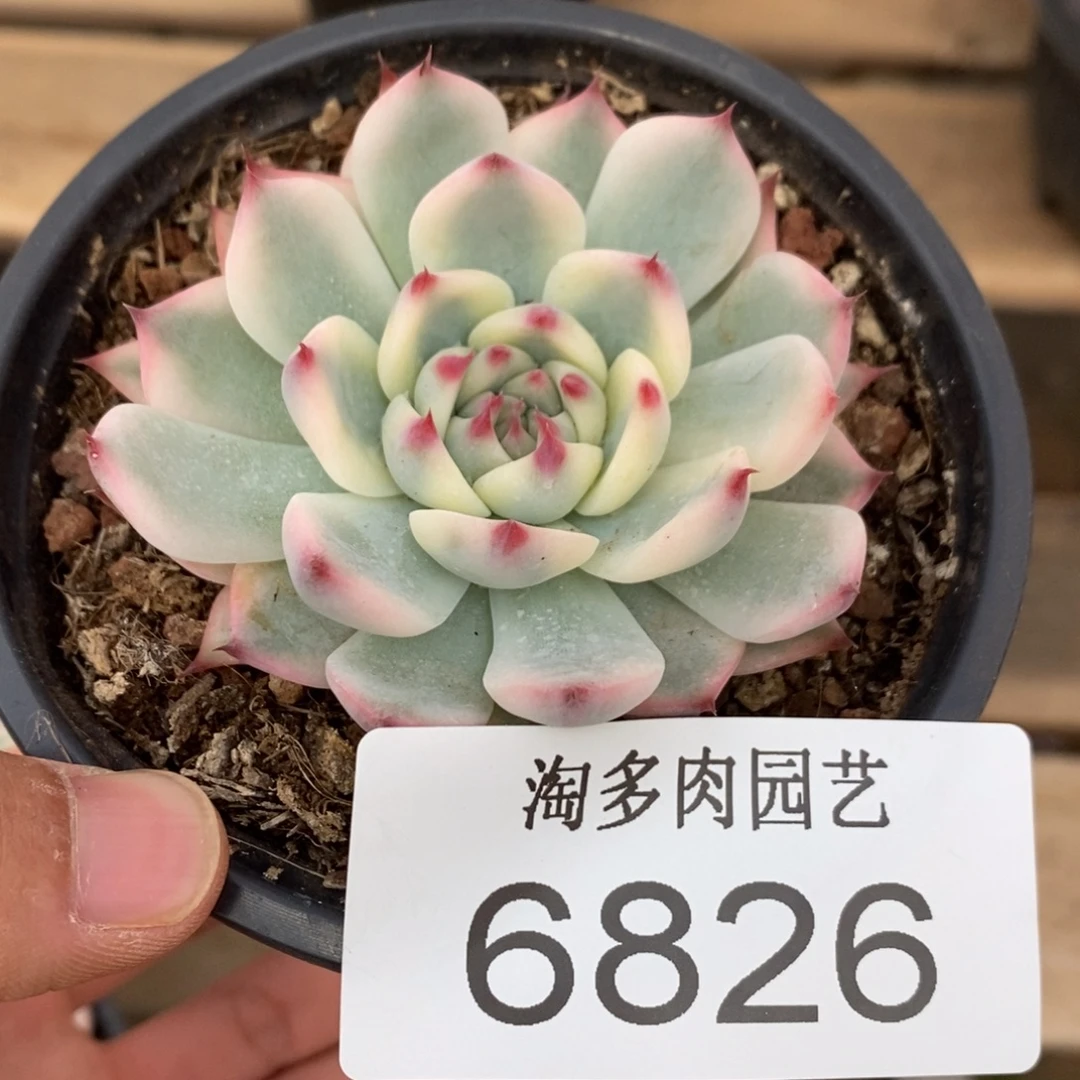 吉娃娃锦多肉植物6826