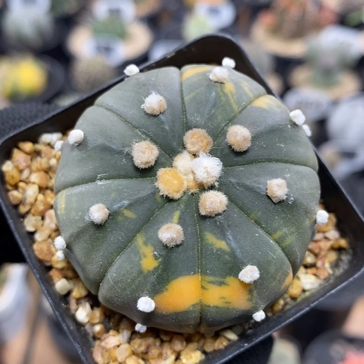 实生星兜锦130号4.8cm