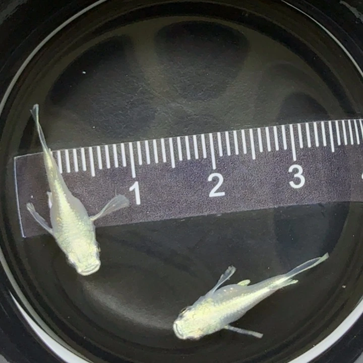 青鳉鱼天使球球50号