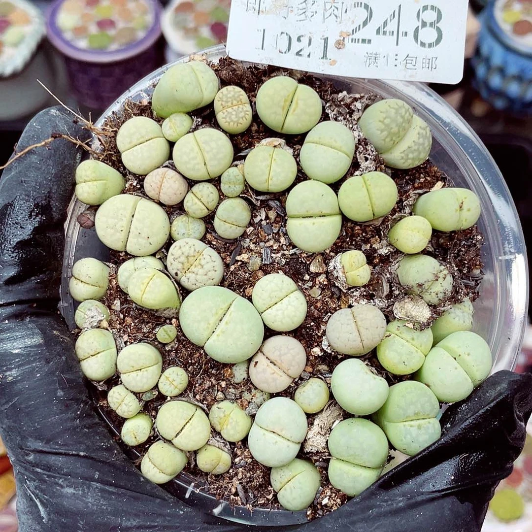生石花满18包邮1021-248