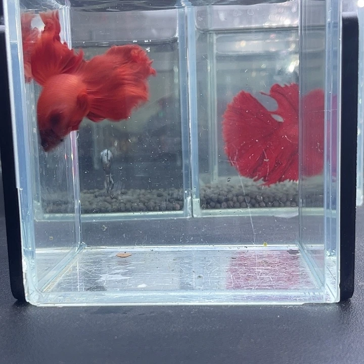 斗鱼35号916晚大红袍