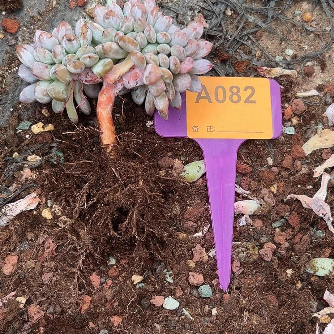 宁***多肉植物一物一拍