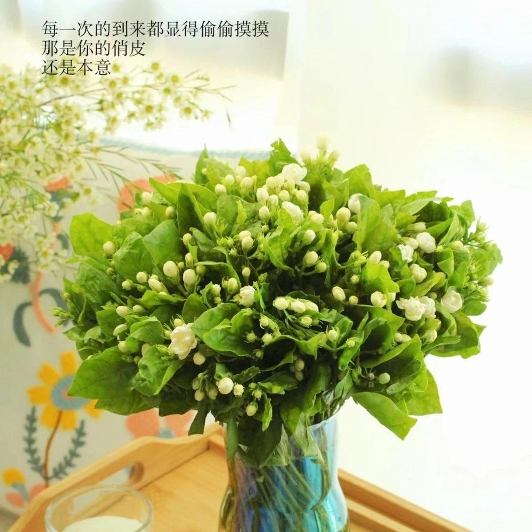 茉莉花鲜切花云南昆明基地直发家用家庭插花办公室花材桔梗桔梗花