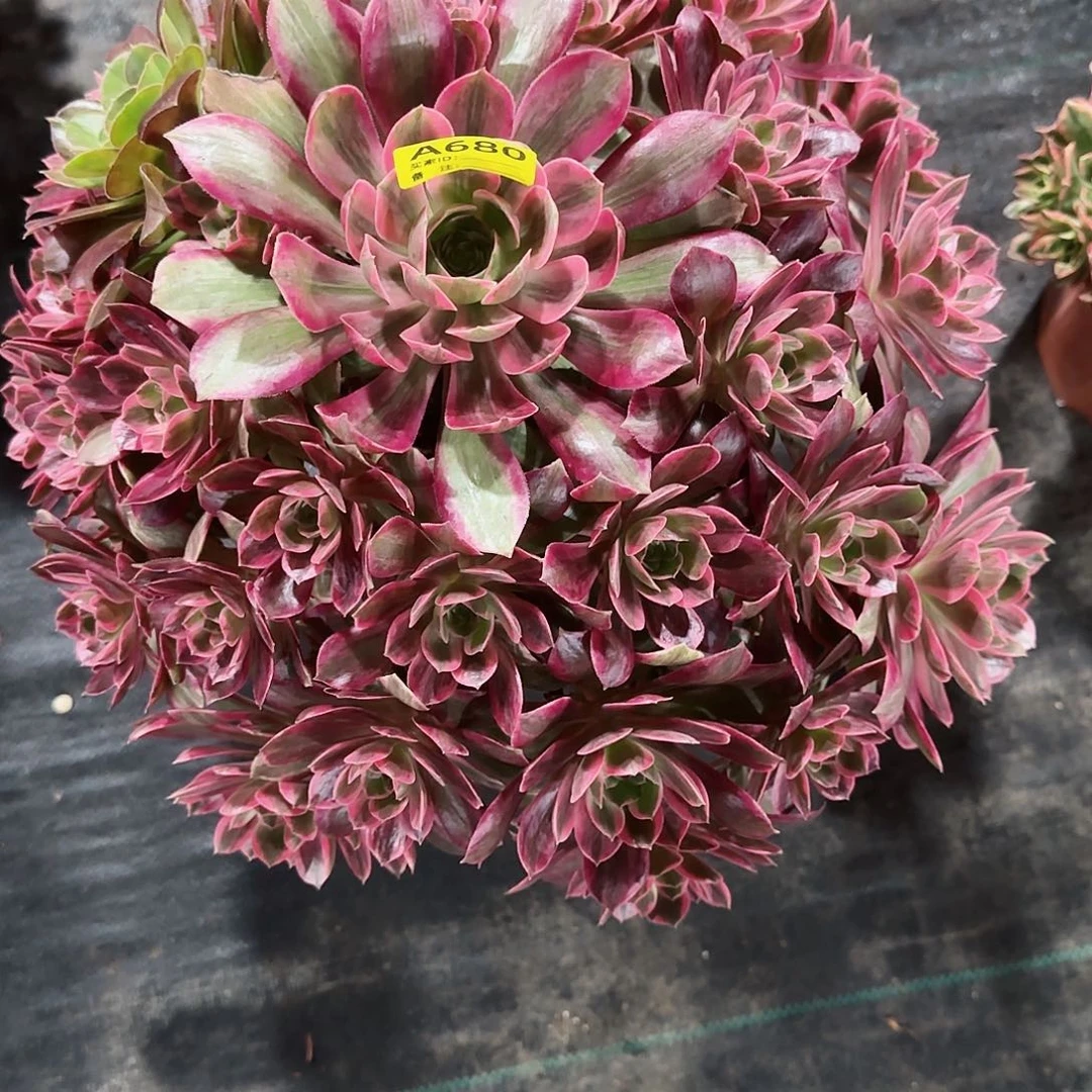 用****7大焕莎法师多肉植物680