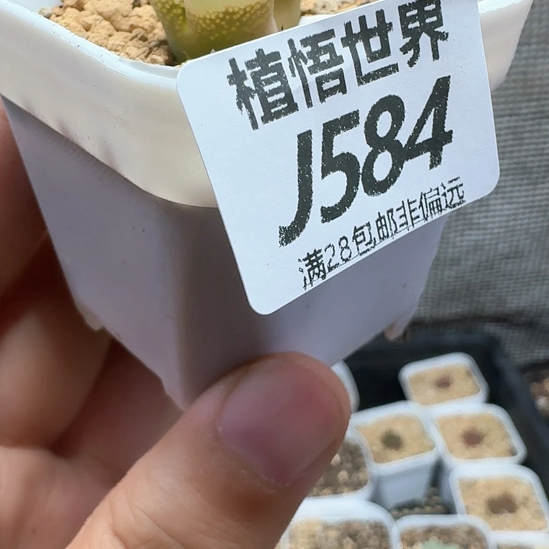 新肉植物的植物哇f g