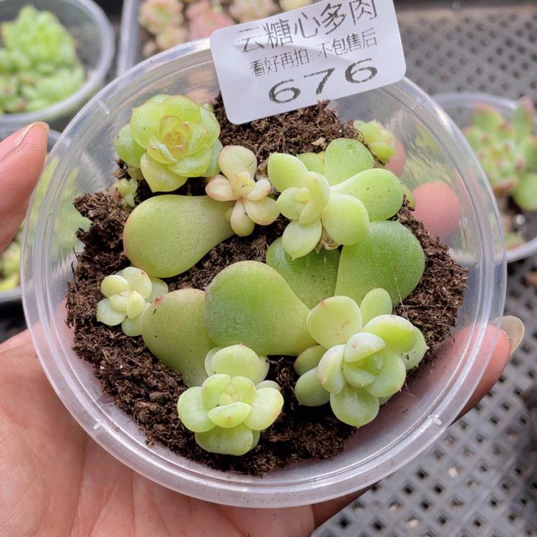 云糖心多肉植物676