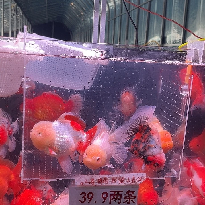 金鱼鱼鱼老板专拍