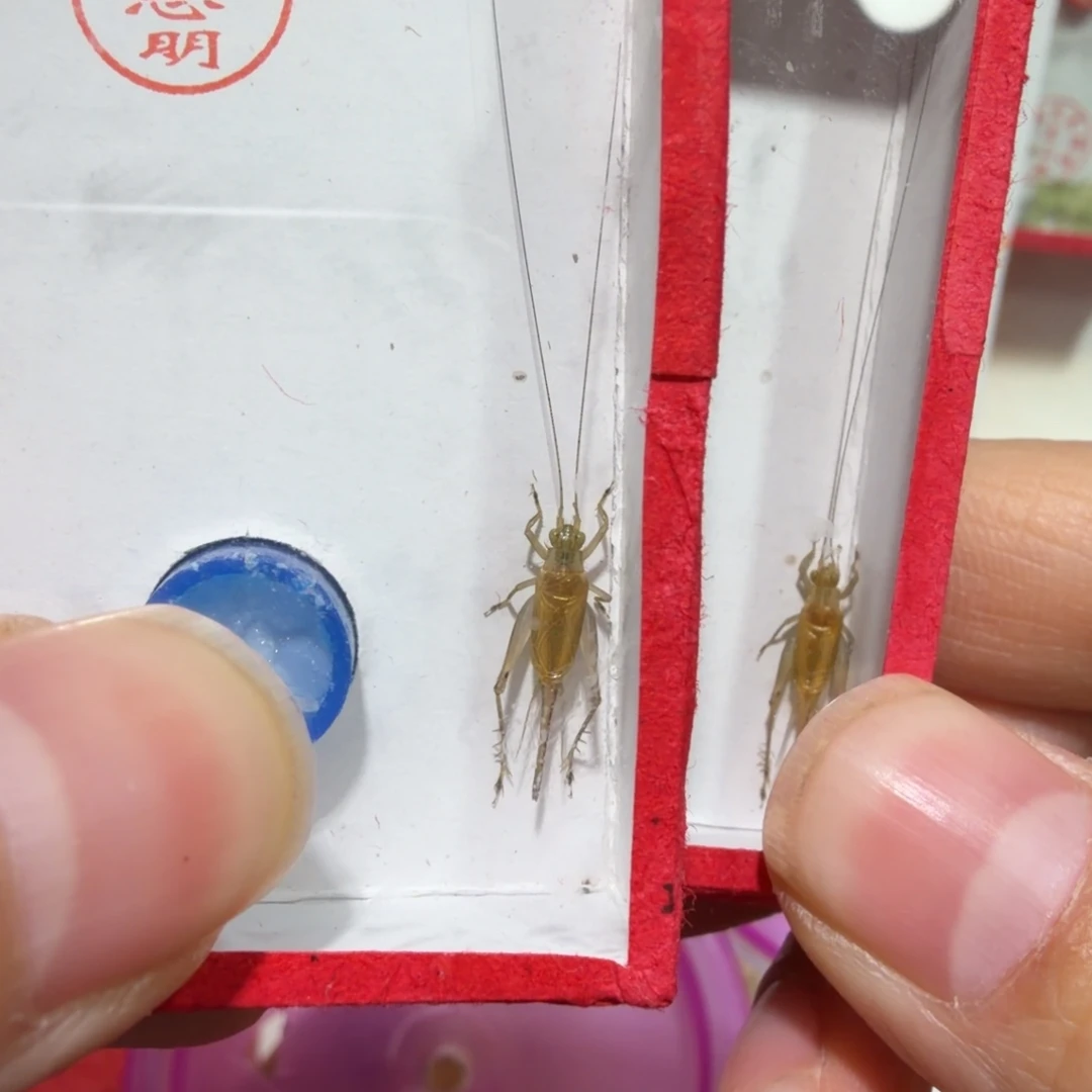 蟋蟀石老师飞机两条包邮