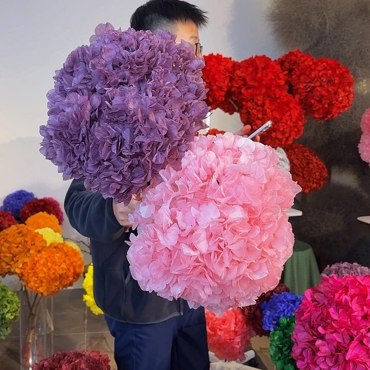 漂色永生大叶绣球2枝，樱花粉 香芋紫