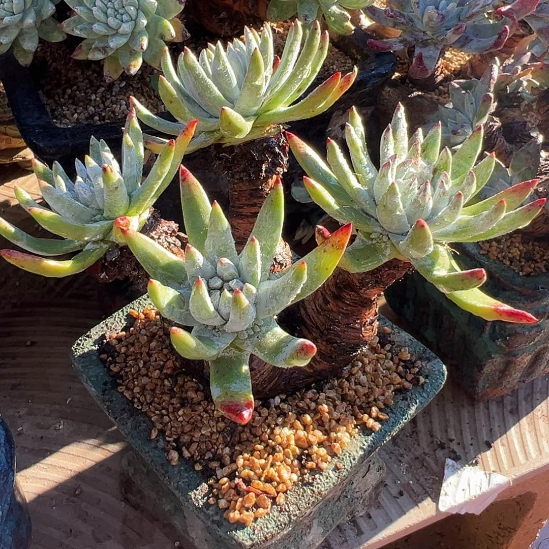 5925艾瑞斯仙女杯