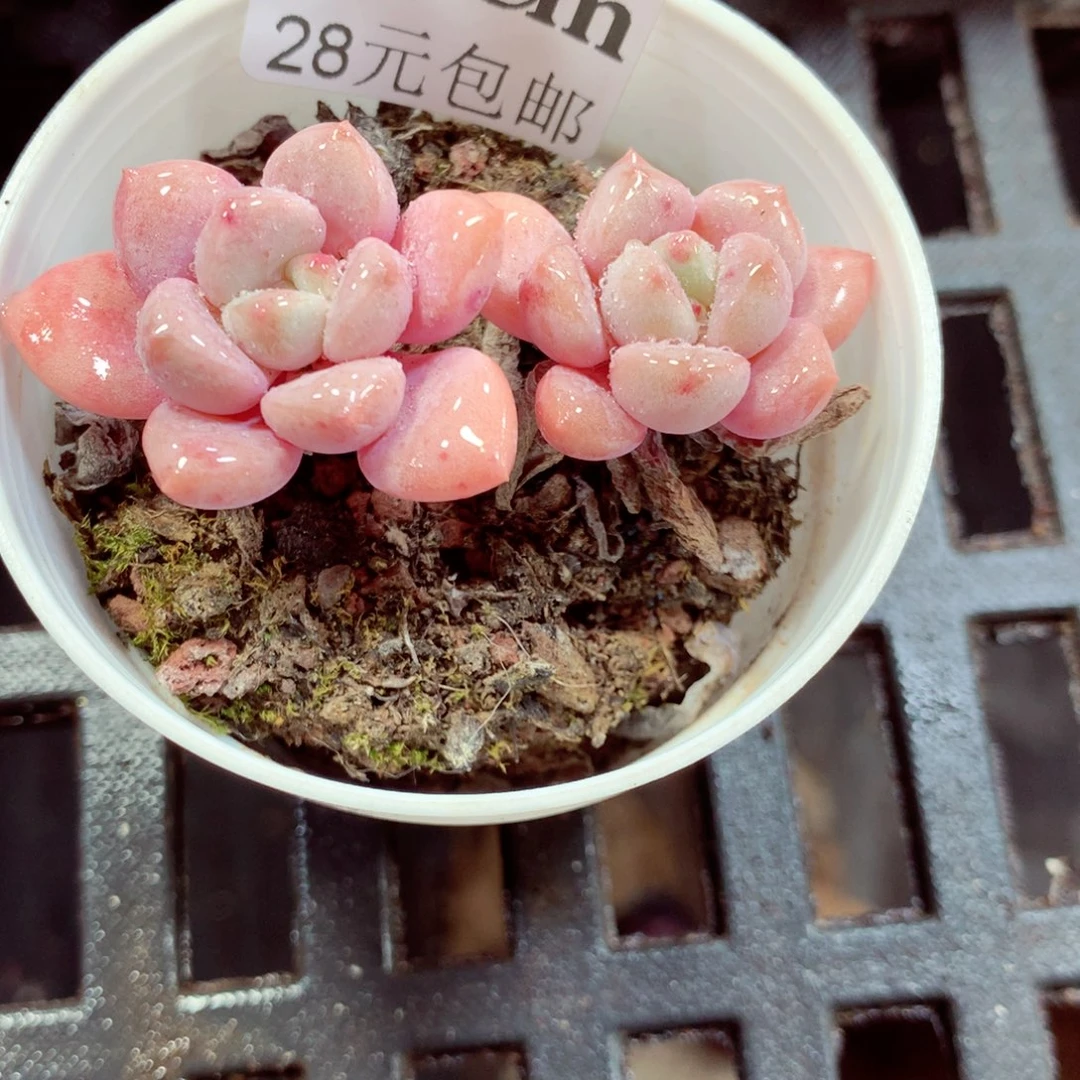 5厘米盆精控多肉249