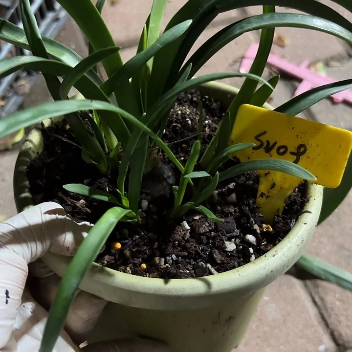 无花朵朱顶红Sv09 一坨