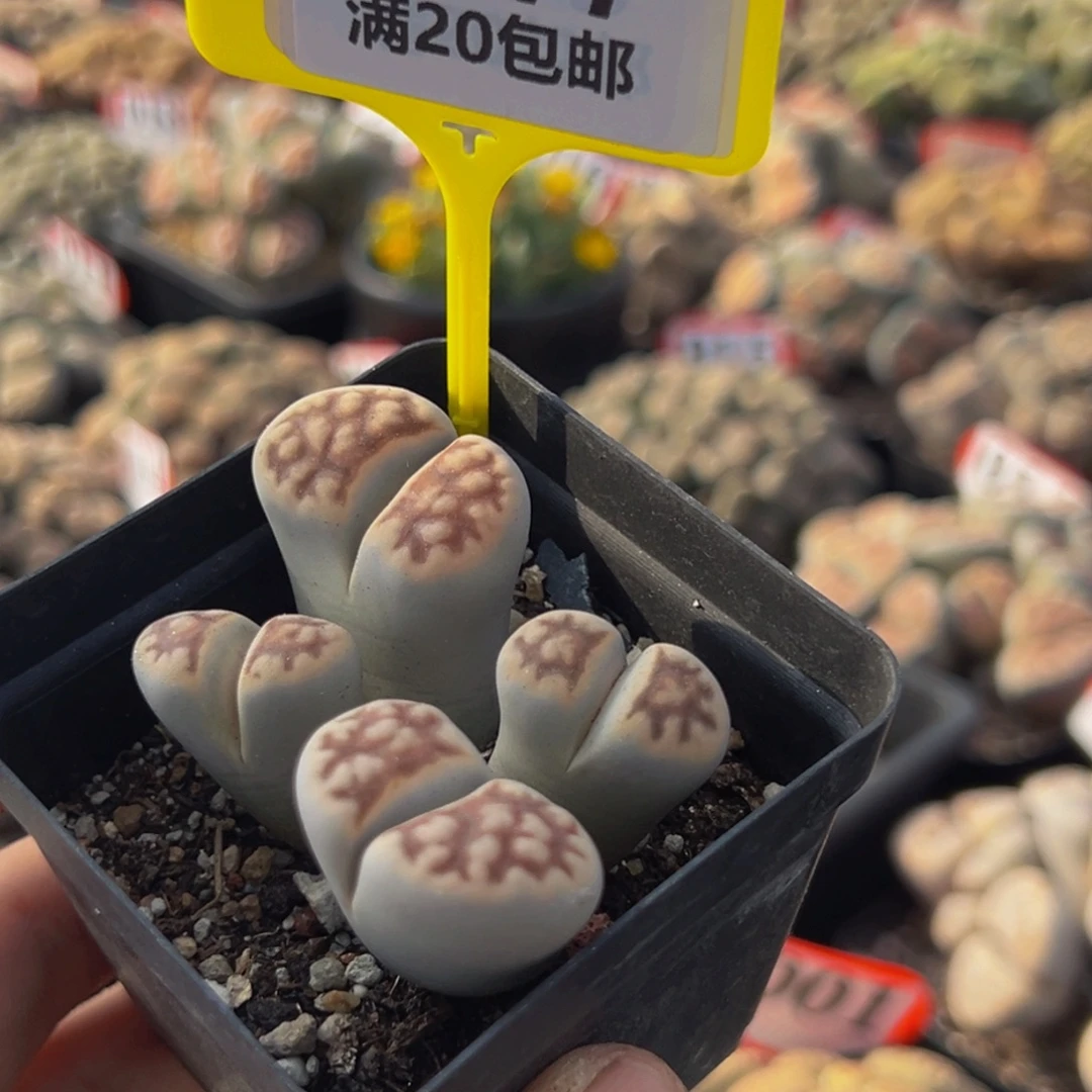 377 生石花大群生一物一拍