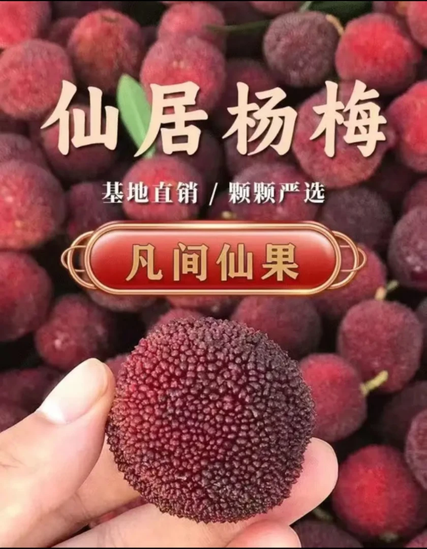 8ATYY尝鲜正宗仙居大棚东魁杨梅当季新鲜水果现摘买三斤送三斤