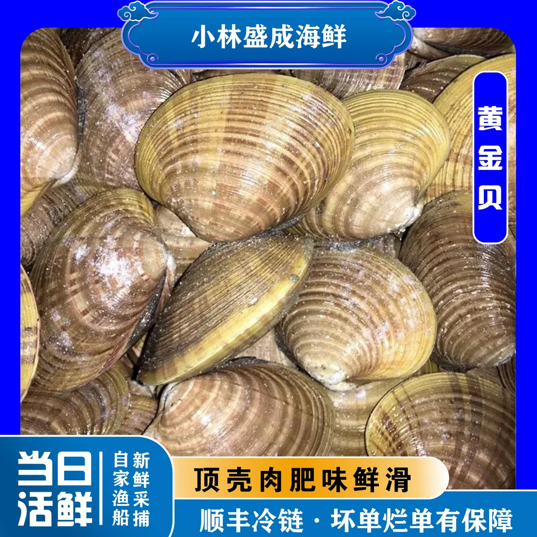 鲜活大黄金贝 无沙贝类  顺丰到家