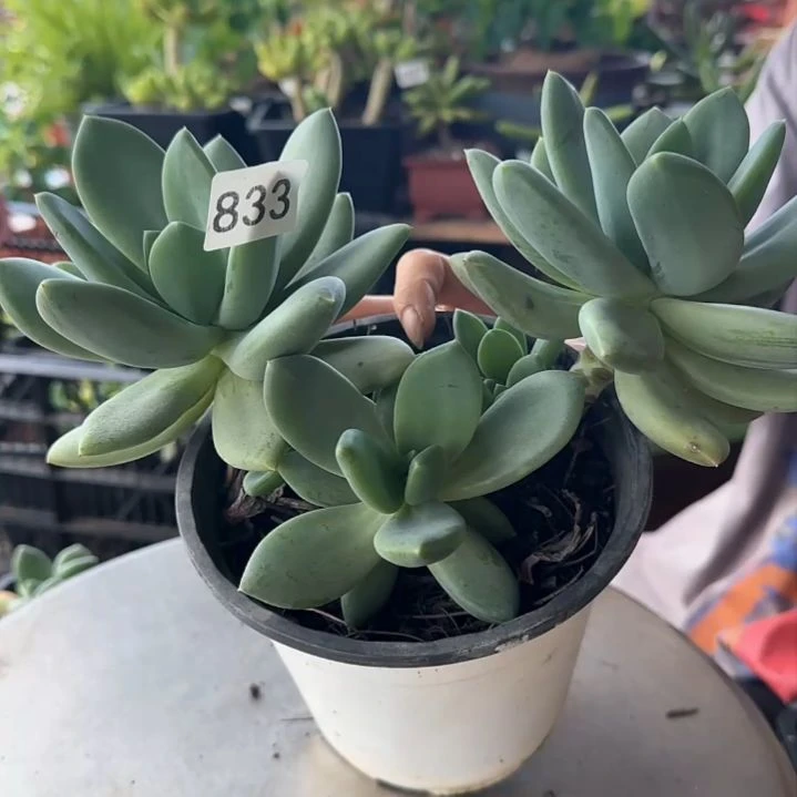 833号 一物一拍 一物一拍