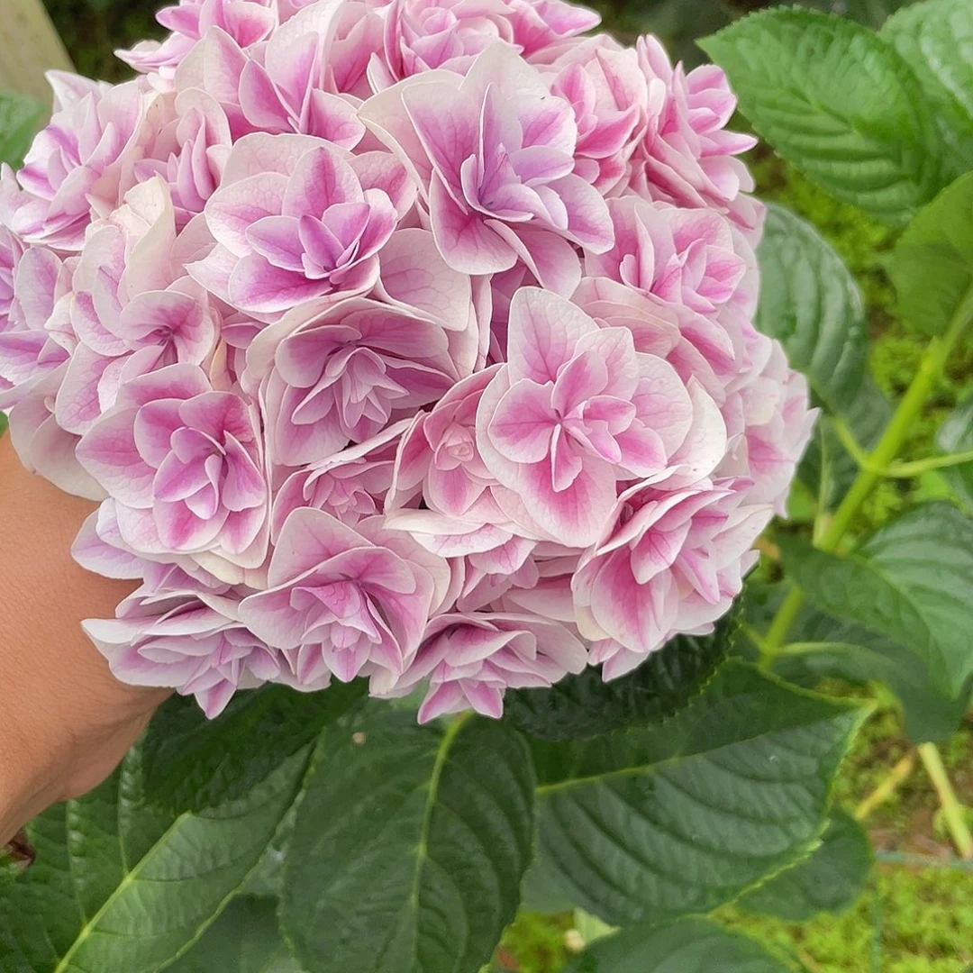 绣球切花一物一拍3枝包邮，113