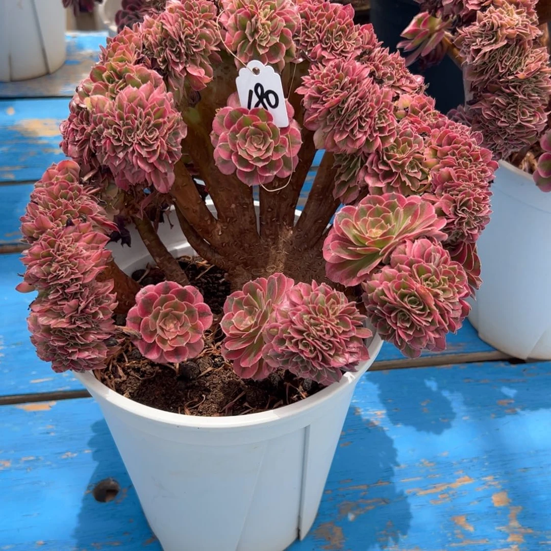 粉女巫缀化老桩180号