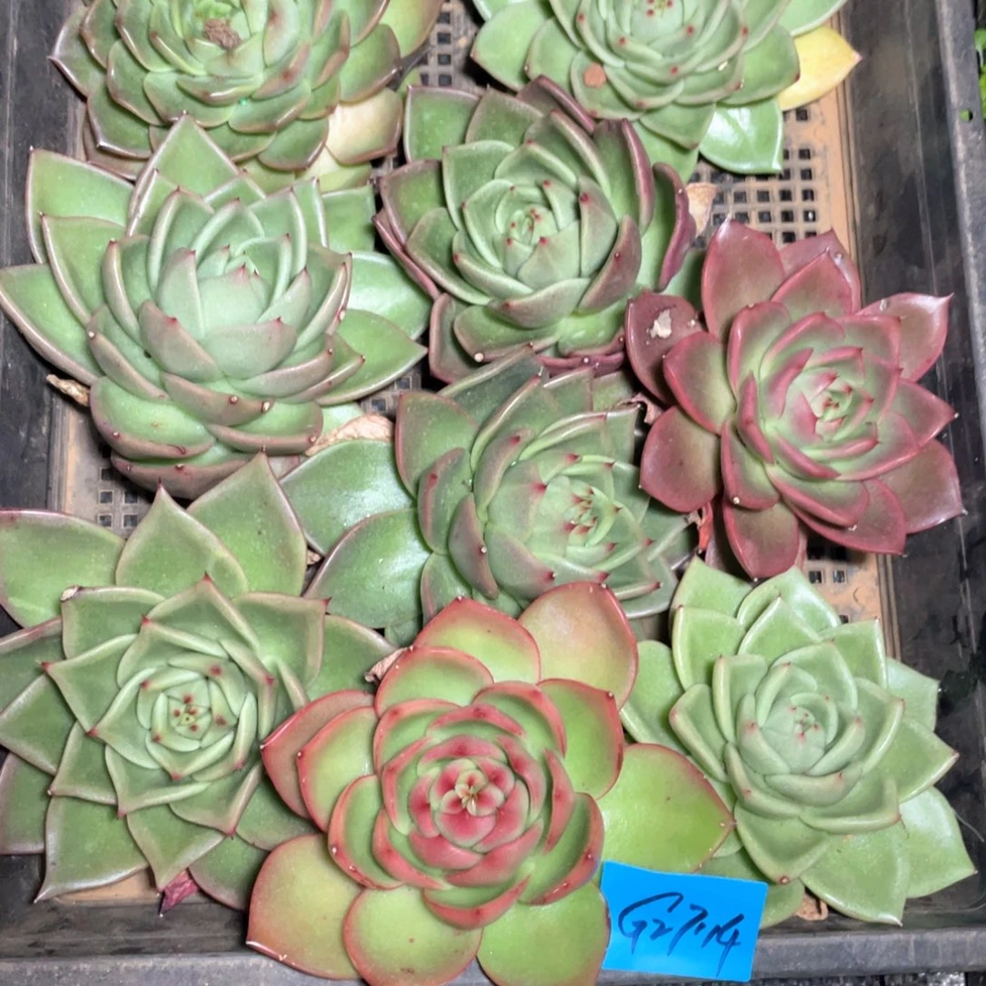 兰***姐一筐特价福利不售后27114
