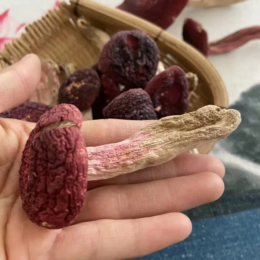 云南野生红菇干货标菇