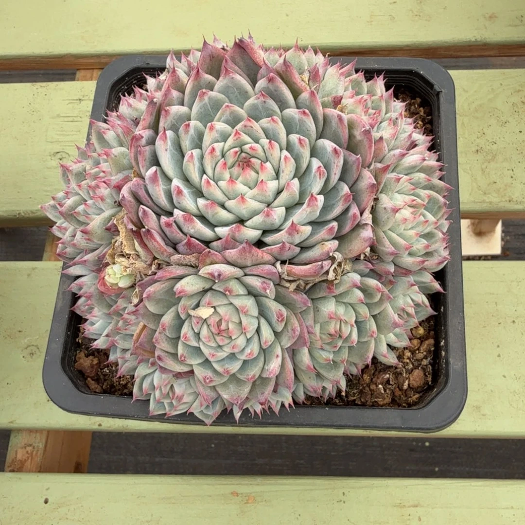 小***姥桃夭仙子捧花。锦上园艺一物一拍