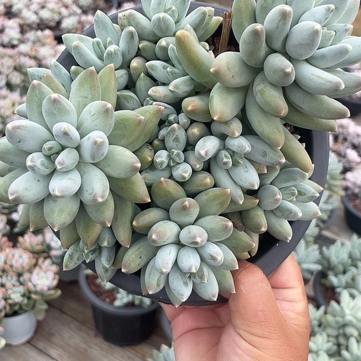 松果美人多肉植物90