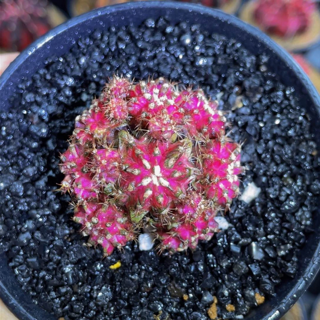 易*香米哈星球000000006